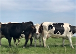 7 Deelnemer 16 Jaika Baele Een gronings plaatje